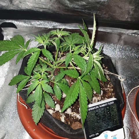Ak 47 x lowryder #1 growlog photo: Сделал сегодня LST для АК 47 , посмотрим как будет со светом себя чувствовать. Также сегодня дам малышам АК компот из Grow and Bloom 1ml x 1L. Рост отличный, источают аромат . 