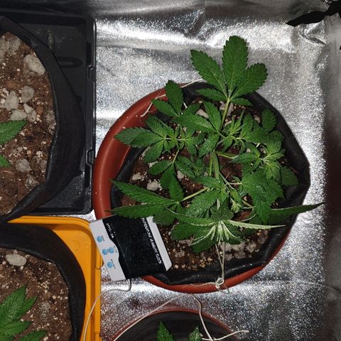 Ak 47 x lowryder #1 growlog photo: Сделал сегодня LST для АК 47 , посмотрим как будет со светом себя чувствовать. Также сегодня дам малышам АК компот из Grow and Bloom 1ml x 1L. Рост отличный, источают аромат . 