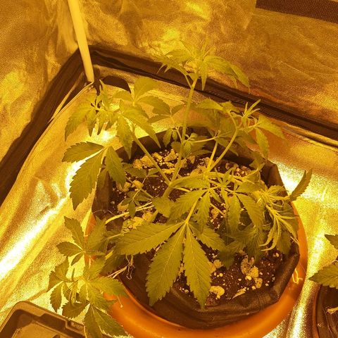 Ak 47 x lowryder #1 growlog photo: Второй лист. Гуд
