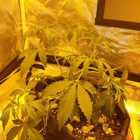 Ak 47 x lowryder #1 growlog photo: Второй лист. Гуд