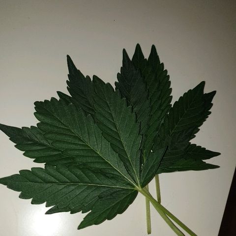 Ak 47 x lowryder #1 growlog photo: Забыл совсем!! Обрезала у Ак47 по 2 листа , которые закрывают весь свет!!) Посмотрим, что из этого выйдет!!)