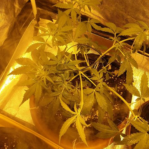 Ak 47 x lowryder #1 growlog photo: Хардкор