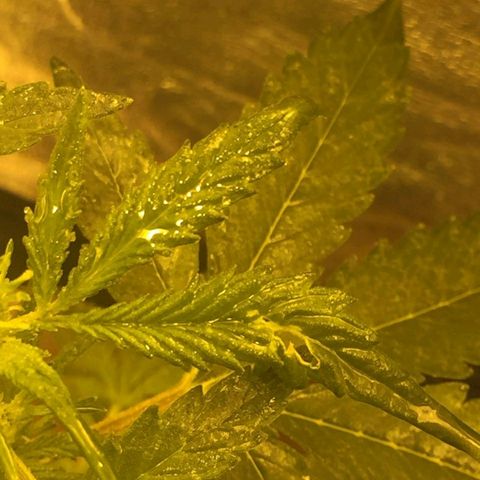 Ak 47 x lowryder #1 growlog photo: Первый трабл. Солнышко ,под названием 600 Днат , укусило ак47 , самого высокого и большого. Урок учтено, брызгать только на ночь 