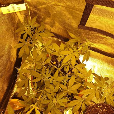 Ak 47 x lowryder #1 growlog photo: Много Азотосодержащих