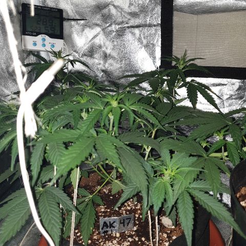Ak 47 x lowryder #1 growlog photo: Ну, вот он наш здоровяк перед сном!)) Отломалась веткаветка- прижилась!)) Разросся, вчера делал 4 раз лст 