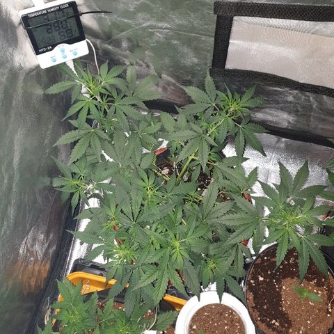 Ak 47 x lowryder #1 growlog photo: Ну, вот он наш здоровяк перед сном!)) Отломалась веткаветка- прижилась!)) Разросся, вчера делал 4 раз лст 
