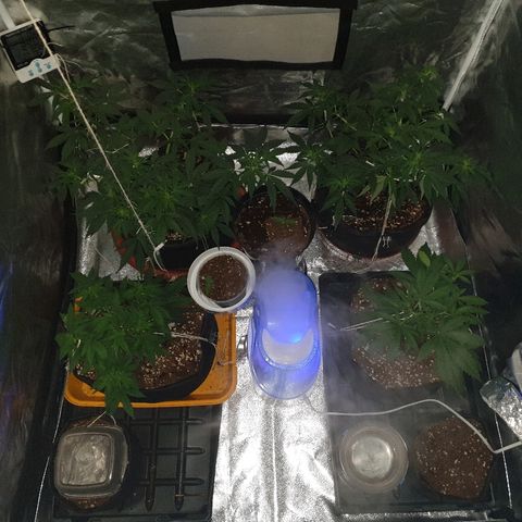 Ak 47 x lowryder #1 growlog photo: Общий ракурс. Снизил влагу до 50% , завтра может подниму лампу. Посмотрим как будет утром))
