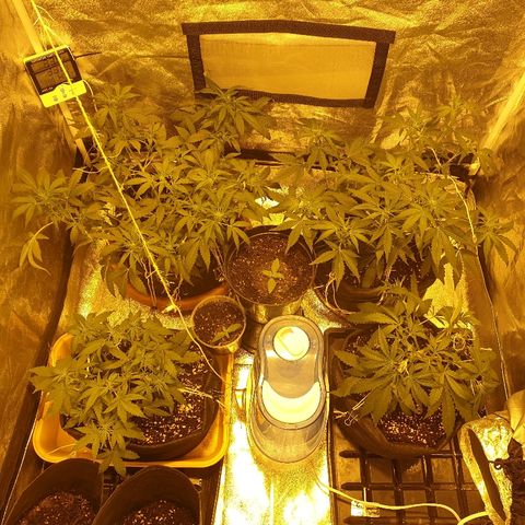 Ak 47 x lowryder #1 growlog timeline photo
