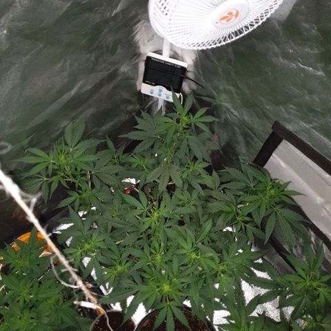 Ak 47 x lowryder #1 growlog photo: Закончил этап тренировки, на мой взгляд достаточно. На цветении он мне порвёт бокс, на пару со своим младшим братом)))
