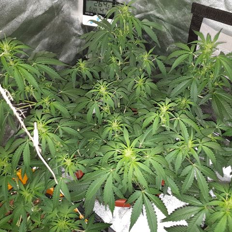 Ak 47 x lowryder #1 growlog photo: Здоровяк растет)