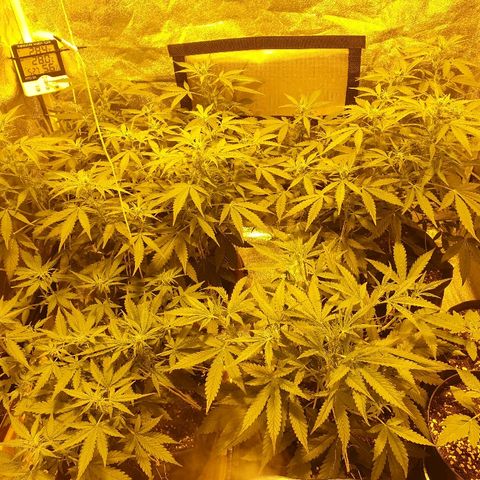 Ak 47 x lowryder #1 growlog photo: Общий вид утром 
