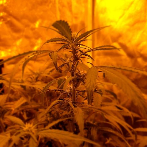 Ak 47 x lowryder #1 growlog photo: Предпушистик)))