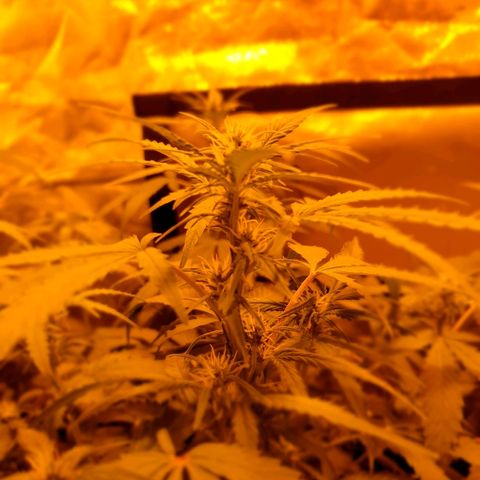 Ak 47 x lowryder #1 growlog photo: Предпушистик)))