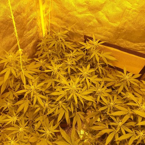 Ak 47 x lowryder #1 growlog timeline photo