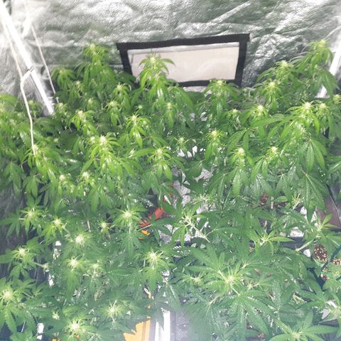 Ak 47 x lowryder #1 growlog photo: Спим! Но второй день подряд вырубают свет бля!!!