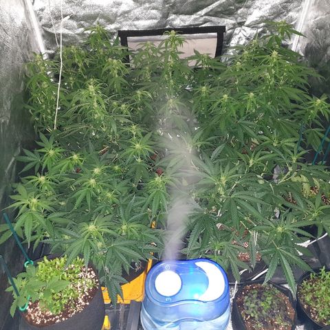 Ak 47 x lowryder #1 growlog photo: Баз лик, кореандр, общий вид