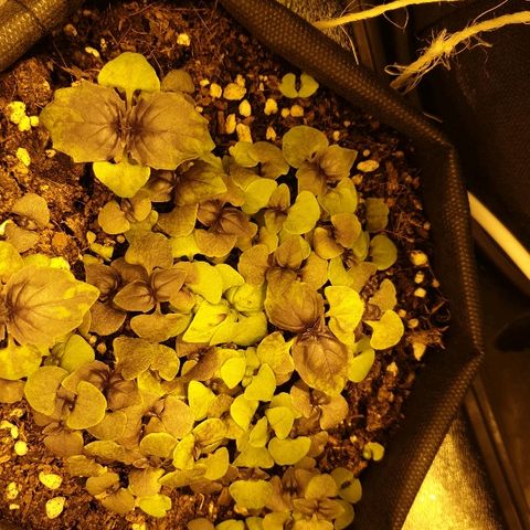 Ak 47 x lowryder #1 growlog photo: Баз лик, кореандр, общий вид