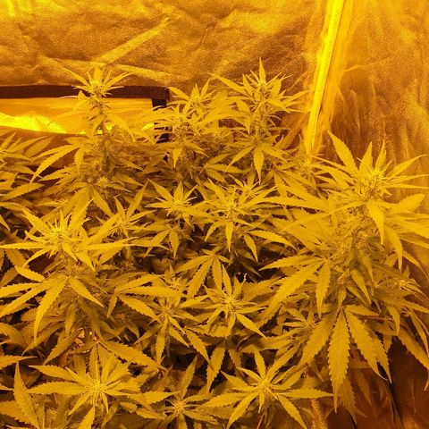 Ak 47 x lowryder #1 growlog photo: На массонаборе 