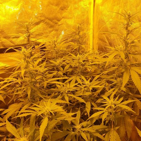 Ak 47 x lowryder #1 growlog photo: На массонаборе 