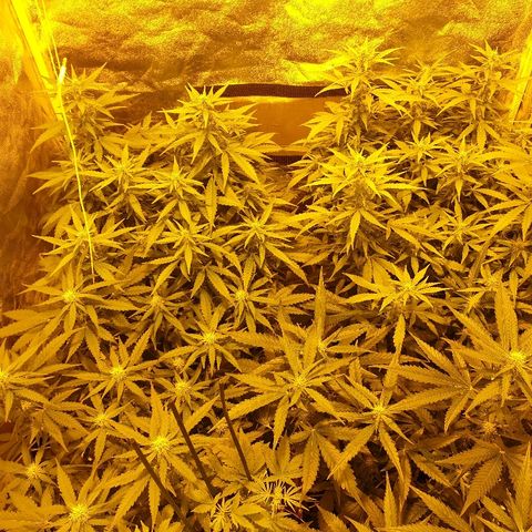 Ak 47 x lowryder #1 growlog photo: Репортаж к просмотру!!)
