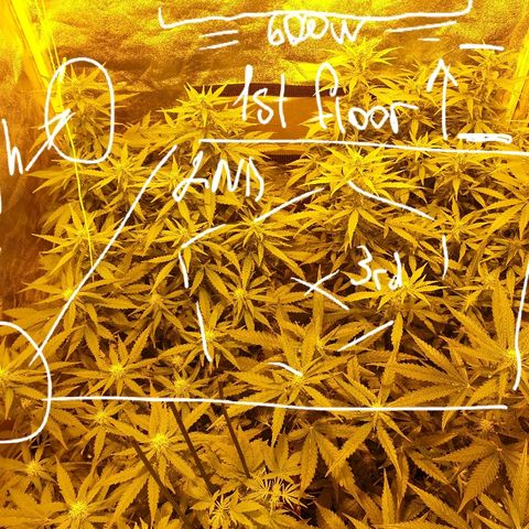 Ak 47 x lowryder #1 growlog photo: Вот, что получается 