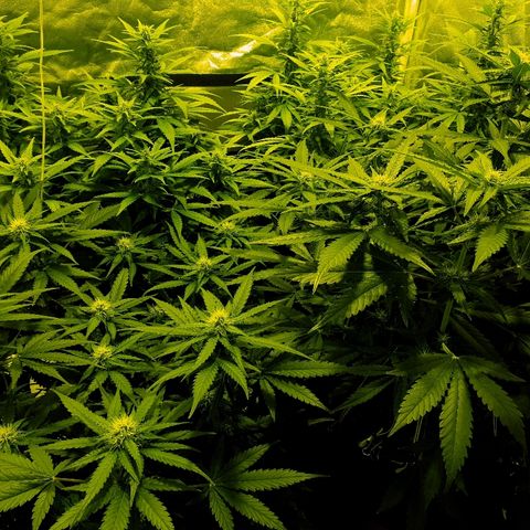 Ak 47 x lowryder #1 growlog photo: Уже не могу отдельно всех фотографировать)) и вынести 