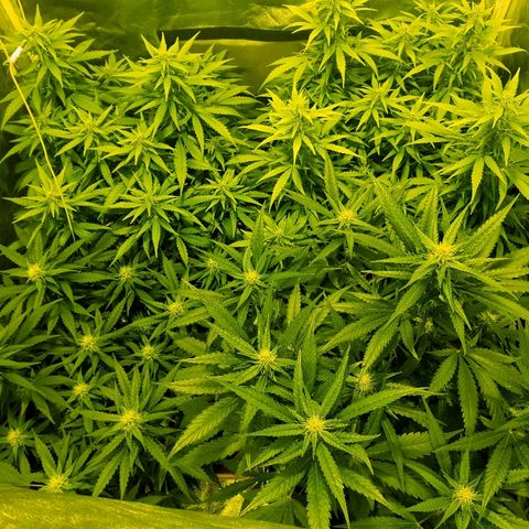 Ak 47 x lowryder #1 growlog photo: Общий сверху