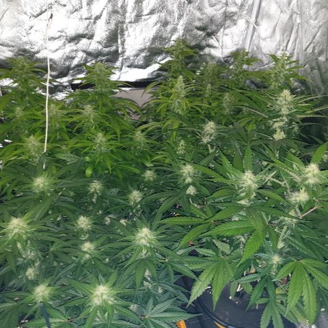 Ak 47 x lowryder #1 growlog photo: Как не в себя!!)