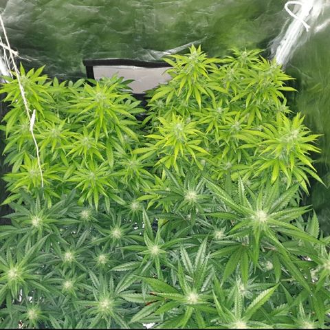 Ak 47 x lowryder #1 growlog photo: Как не в себя!!)