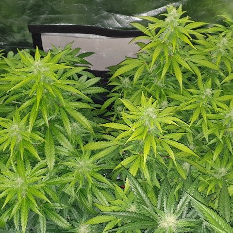 Ak 47 x lowryder #1 growlog photo: Показатель "здорового" дефицита. 