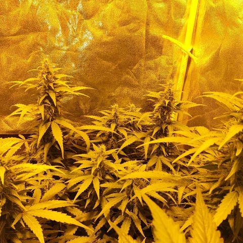 Ak 47 x lowryder #1 growlog photo: BIG BUD 100% START