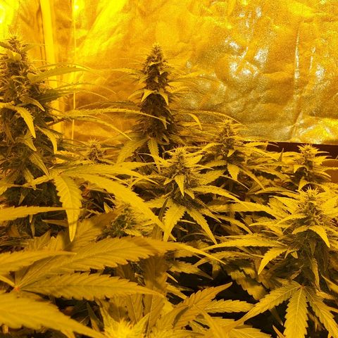 Ak 47 x lowryder #1 growlog photo: BIG BUD 100% START