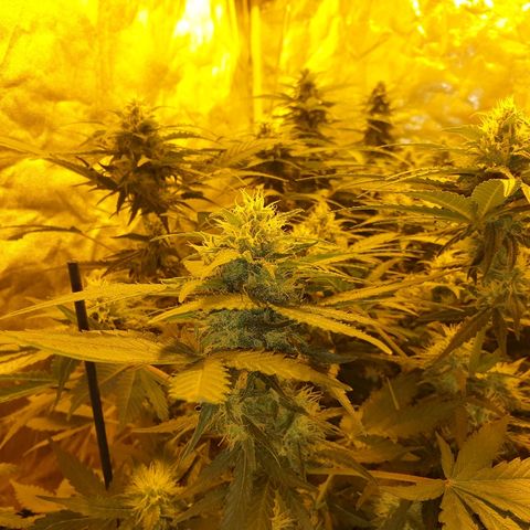 Ak 47 x lowryder #1 growlog photo: BIG BUD 100% START