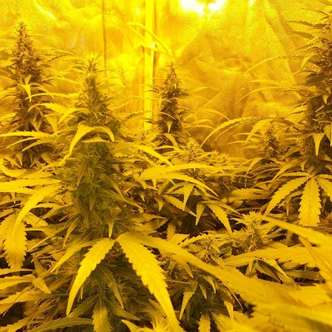 Ak 47 x lowryder #1 growlog photo: BIG BUD 100% START