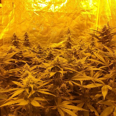 Ak 47 x lowryder #1 growlog photo: BIG BUD 100% START
