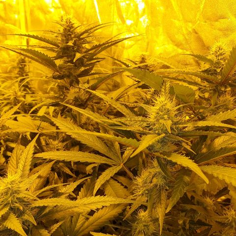 Ak 47 x lowryder #1 growlog photo: BIG BUD 100% START