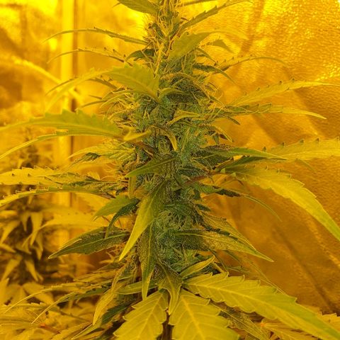 Ak 47 x lowryder #1 growlog photo: Big Bud Start