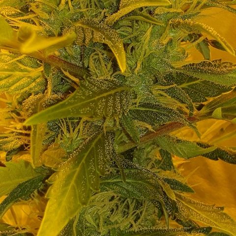 Ak 47 x lowryder #1 growlog photo: Big Bud Start