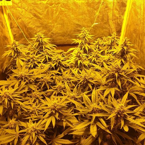Ak 47 x lowryder #1 growlog timeline photo