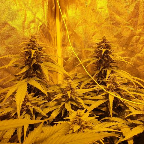 Ak 47 x lowryder #1 growlog timeline photo