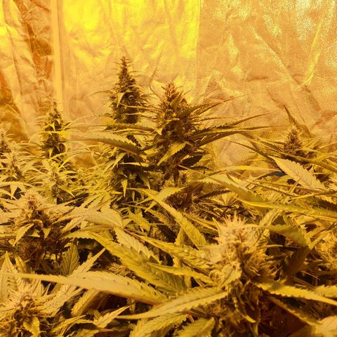 Ak 47 x lowryder #1 growlog timeline photo