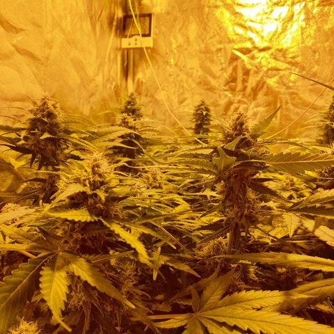 Ak 47 x lowryder #1 growlog timeline photo