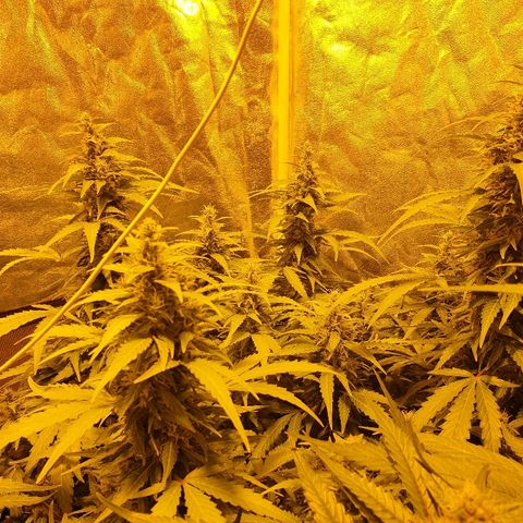 Ak 47 x lowryder #1 growlog timeline photo