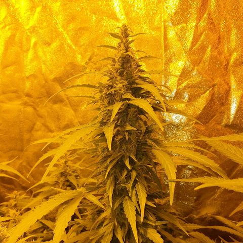 Ak 47 x lowryder #1 growlog timeline photo