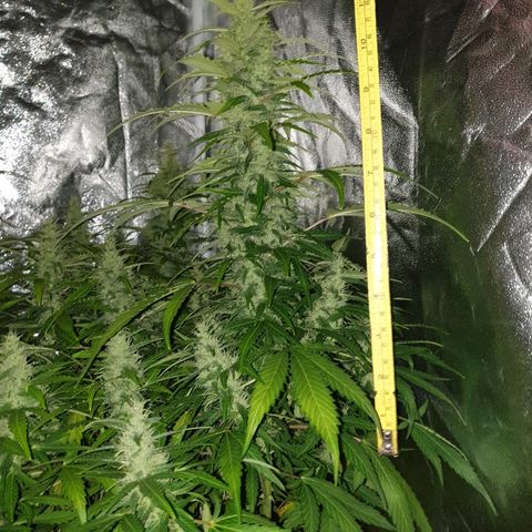 Ak 47 x lowryder #1 growlog photo: Замеры