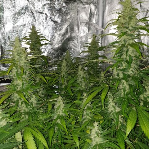 Ak 47 x lowryder #1 growlog photo: Замеры