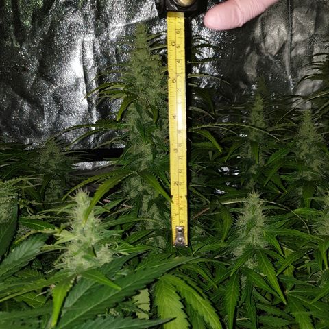 Ak 47 x lowryder #1 growlog photo: Замеры