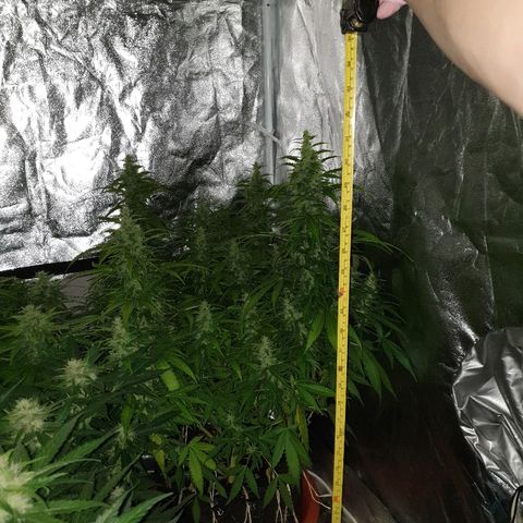 Ak 47 x lowryder #1 growlog photo: Замеры