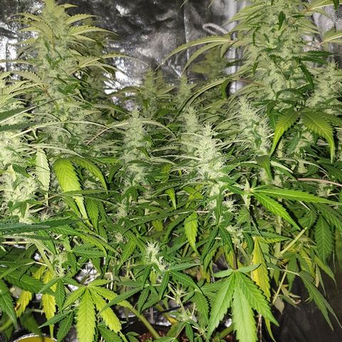 Ak 47 x lowryder #1 growlog photo: Замеры