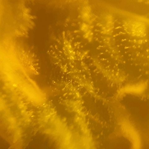 Ak 47 x lowryder #1 growlog photo: 2-3 недели до сбора урожая. 